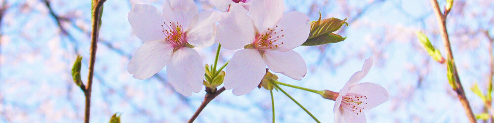 家でもお花見気分を味わおう！手作り桜スイーツの紹介