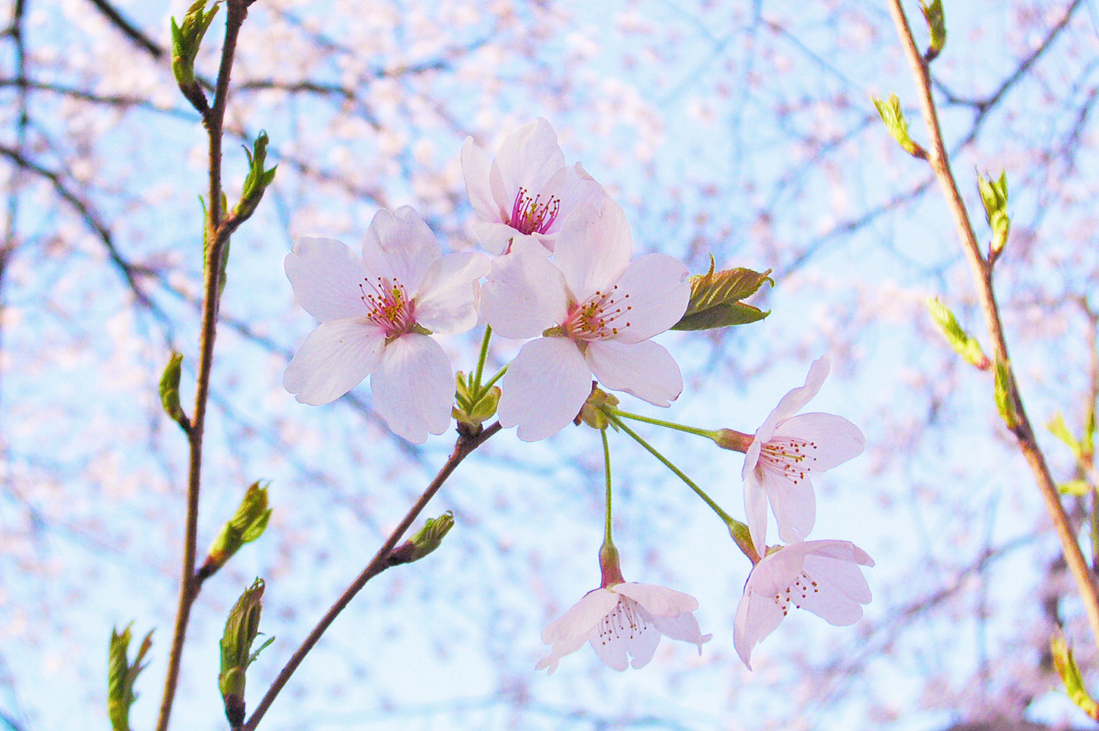 家でもお花見気分を味わおう！手作り桜スイーツの紹介