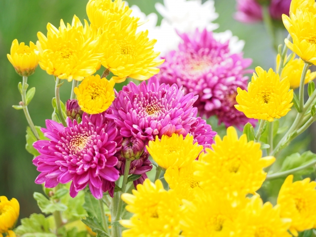 菊の花